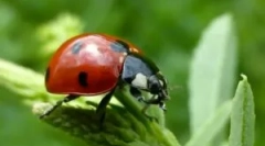 Hogyan lehet megszabadulni a katicabogároktól otthon